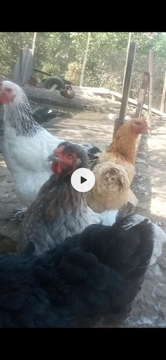 Продаются яйца курей брама 2500 сум