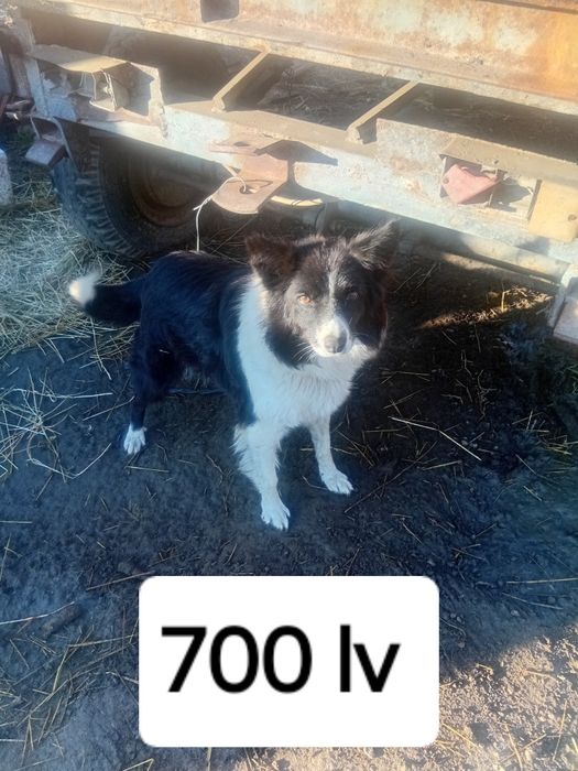 Продавам работещи Бордан Колита