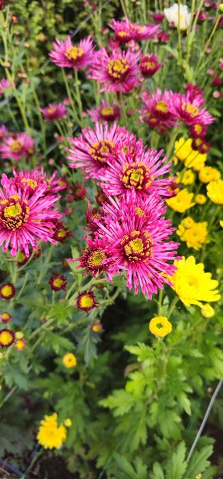 Vand crizanteme zembla