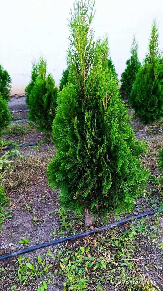 Западна туя Фастигиата / Thuja occidentalis Fastigiata