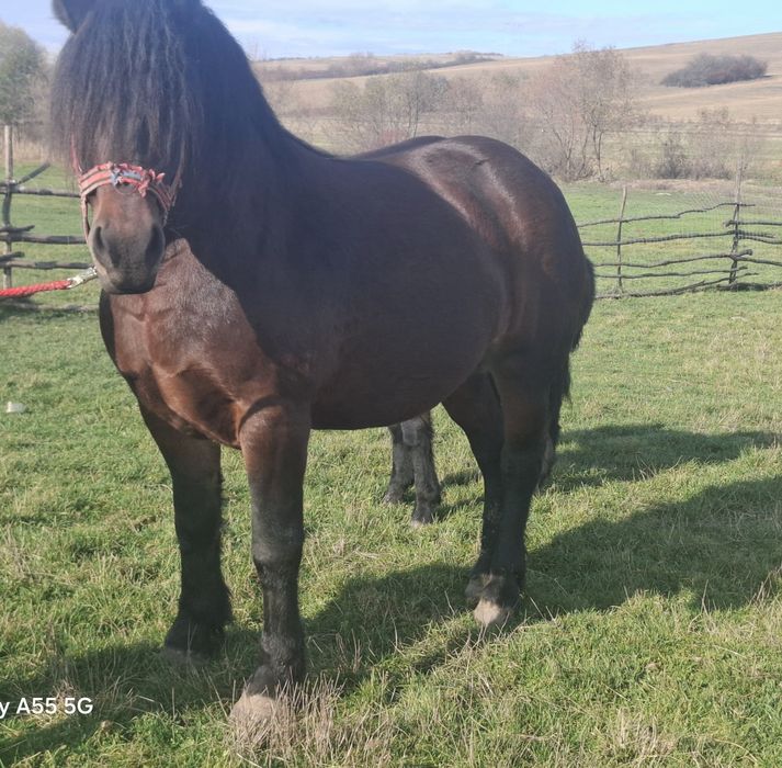 Vând iapa de 5 ani cu mânza de 3 luni