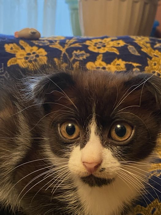 Котенок карликовый вислоухий