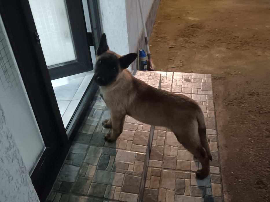 Căței Ciobanesc Malinois