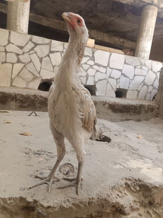 Kulangi tavuqcha sotiladi 3 oylik