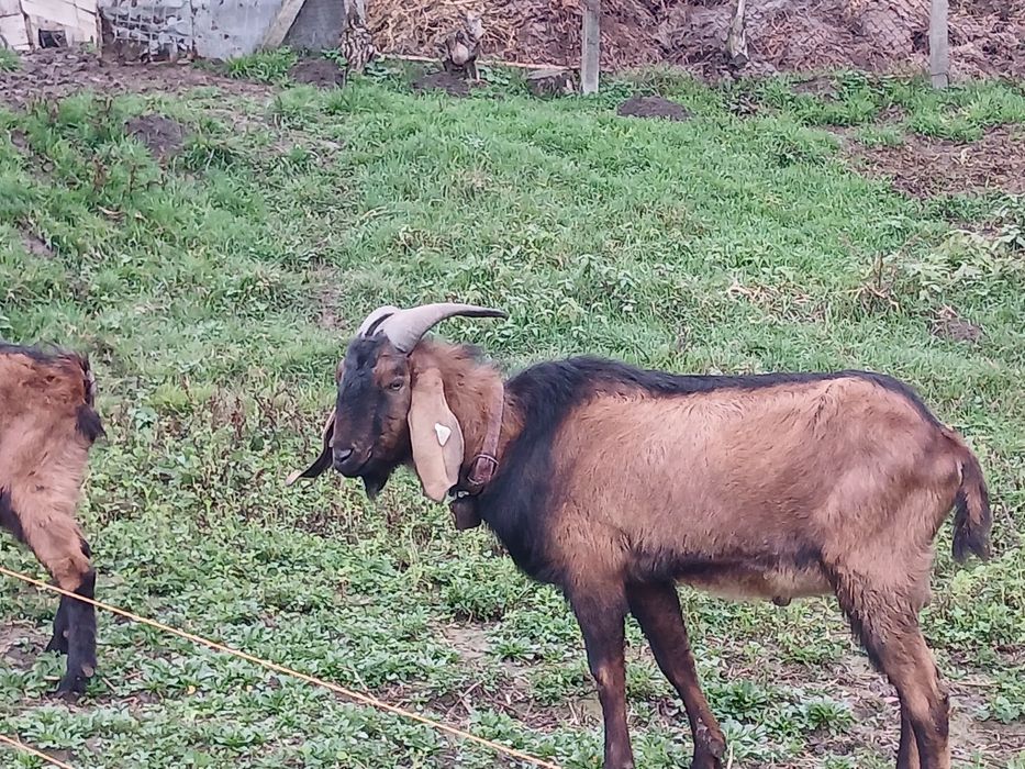 Ieduta nubiana 4luni