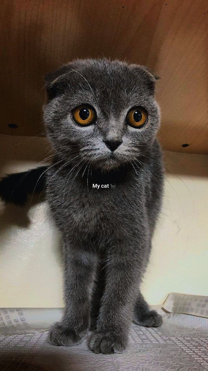 Scotish fold mushugi, котик скотиш фолд