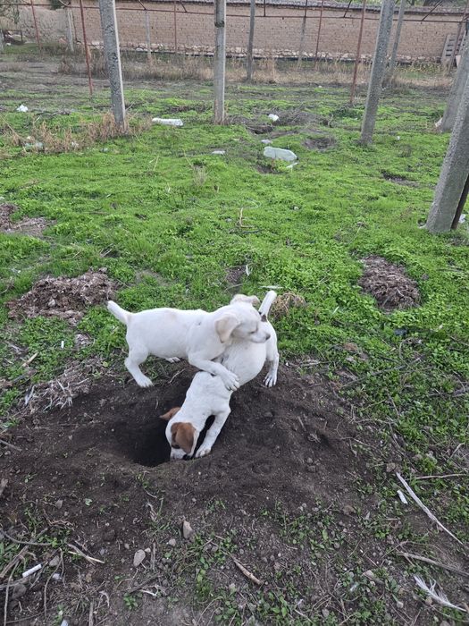 Подарявам кученца