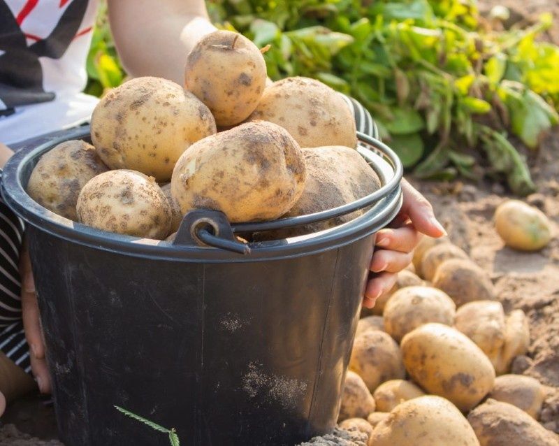 Продам картофель едавой