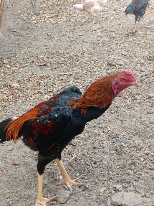 Хурозлар сотувда