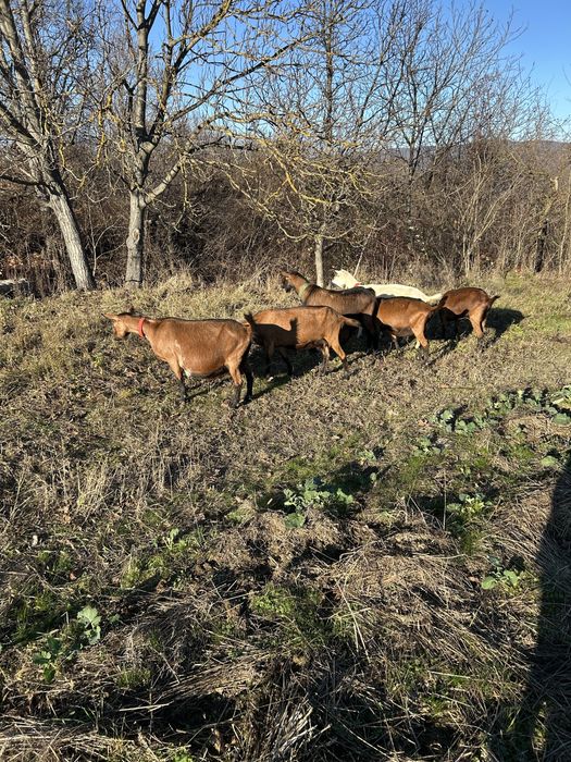 Capre de rasa de vanzare