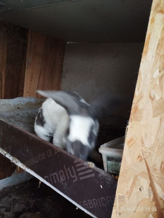 Vând iepuri uriași germani și Fluture german