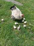 Vand pui cochinchina pitic .
