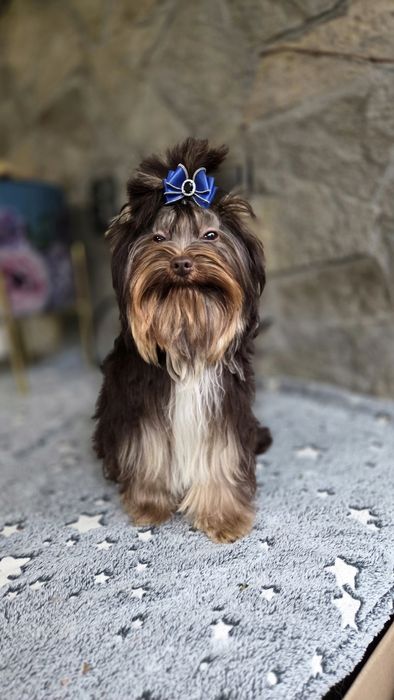 Шоколадов йоркширски териер