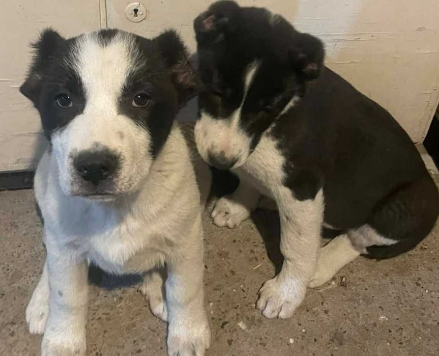 Продавам  Алабай