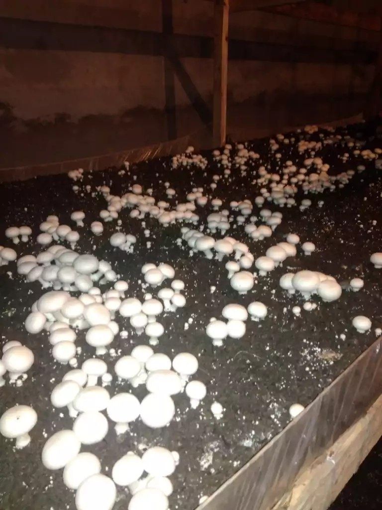 Семена грибов Шампиньоны