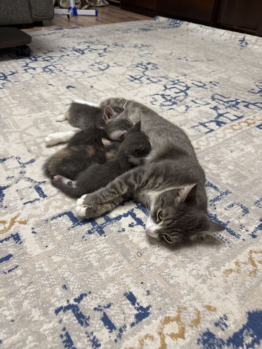 Отдам даром в хорошие руки