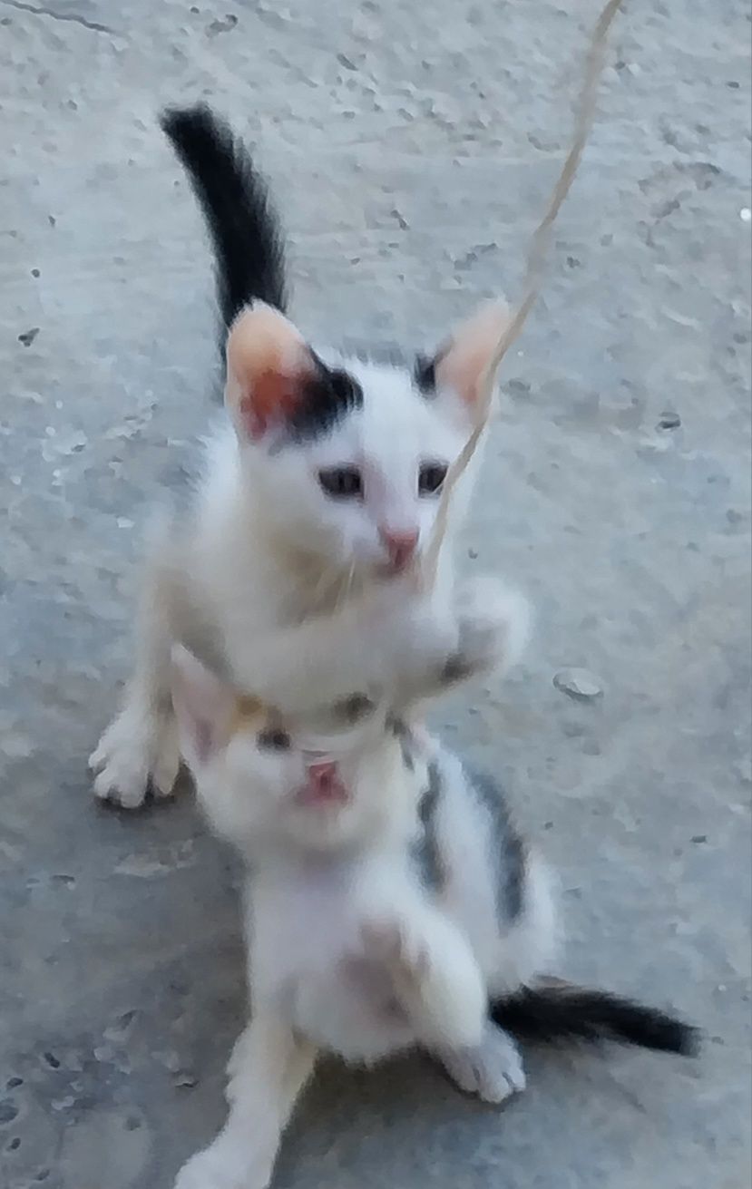 Uy Mushukchalari