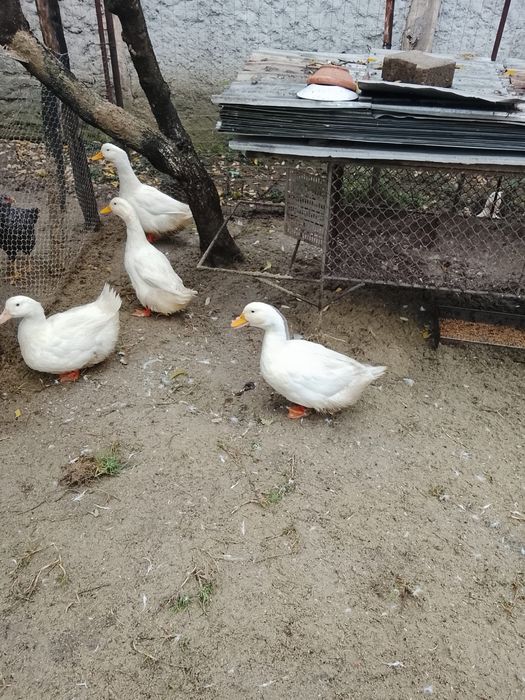 Curcani , rațe si gaini /cocosi pitici de vanzare !