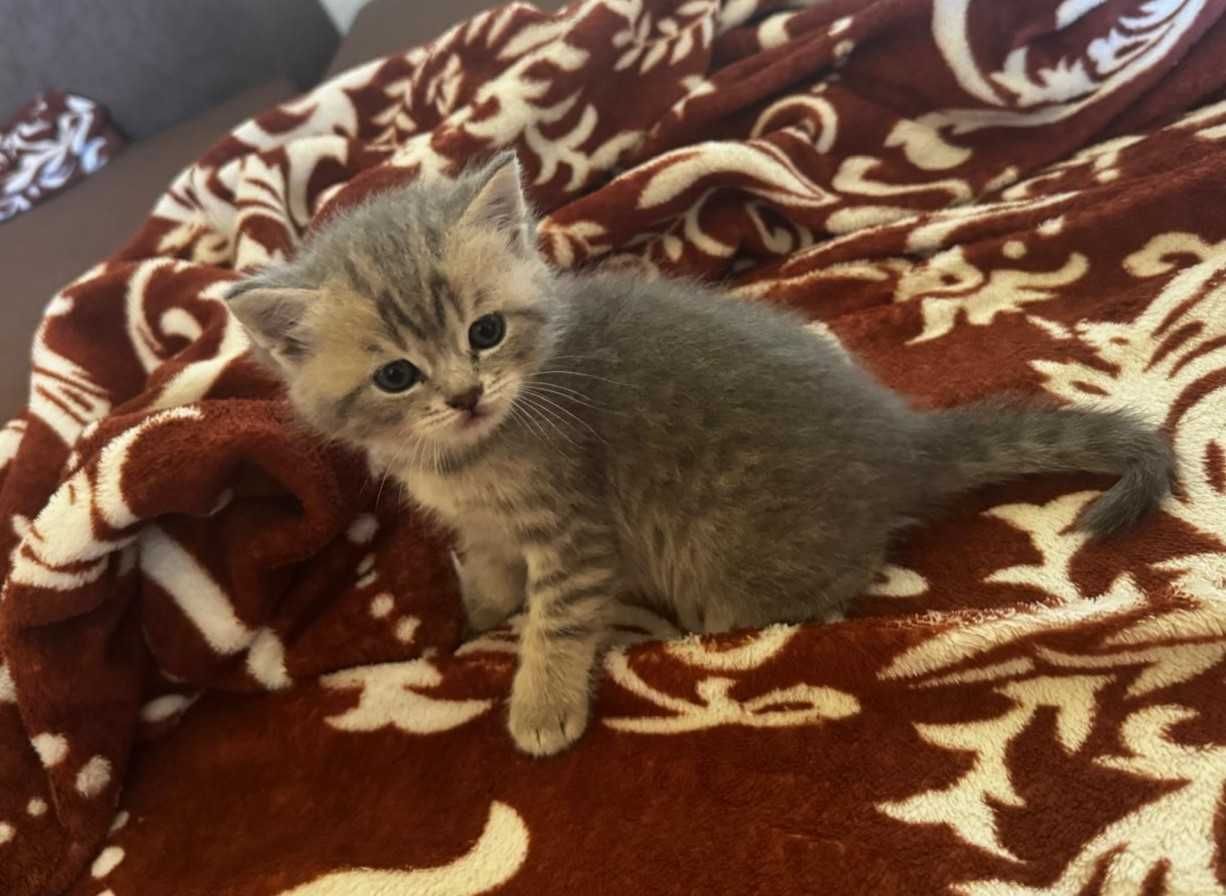 British Shorthair Silver Chinchilla