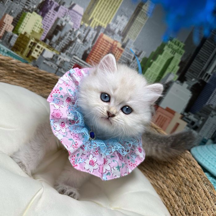 Annyela – fetiță Scottish Straight Longhair cu ochi albaștri superbi