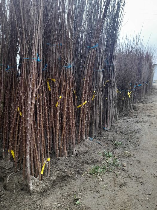 Vand Pomi Fructiferi