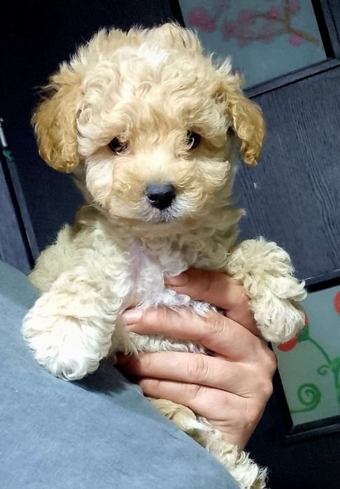 Maltipoo.Baietel din parinti cu pedigree