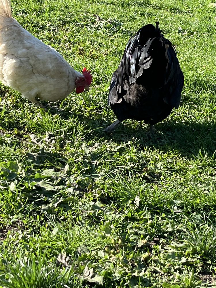 Vand cocos rasa Australop,1 jumate