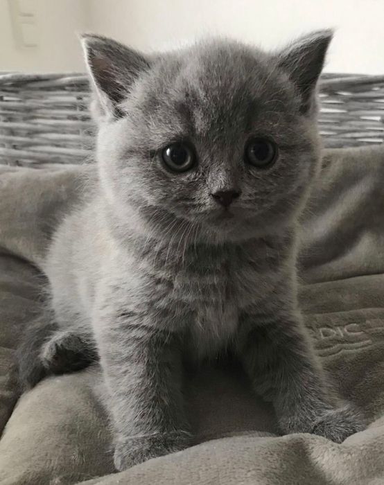 British Shorthair Blue