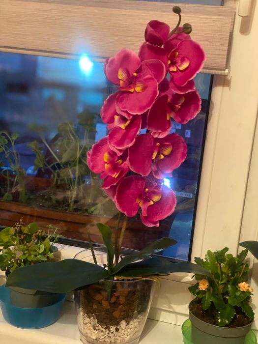 Орхидея латексна за вашия дом и офис