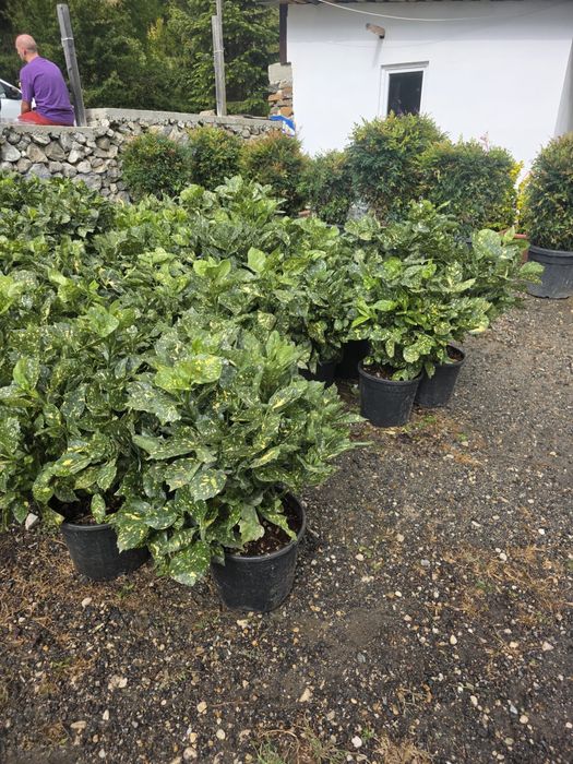 plante ornamentale diferita speci