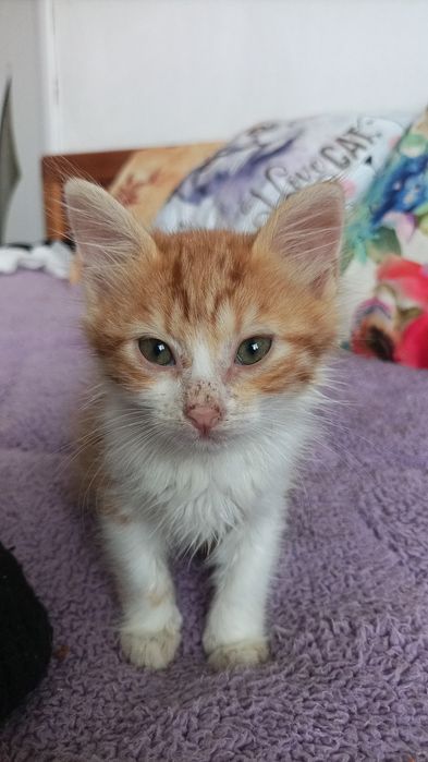 Подарявам котенце