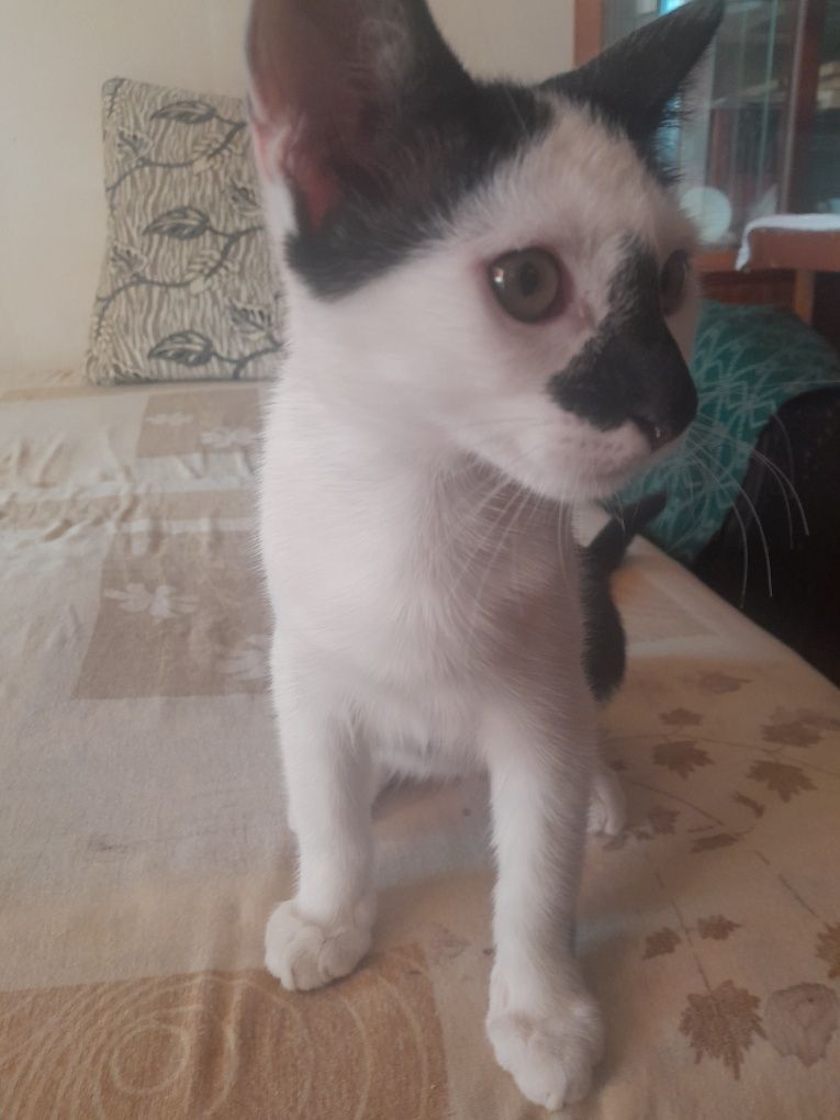 Ofer spre adopție un motănel de  3 luni