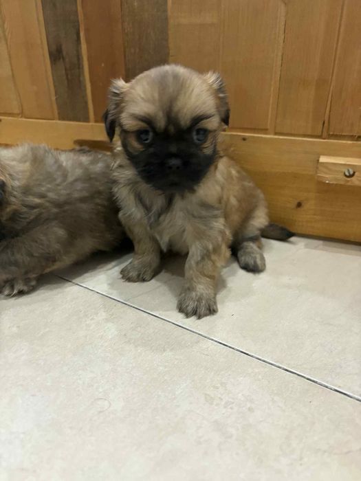 малки кралски пекинезчета