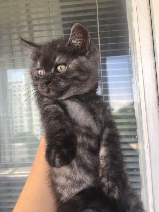 Продаются котята шотландские