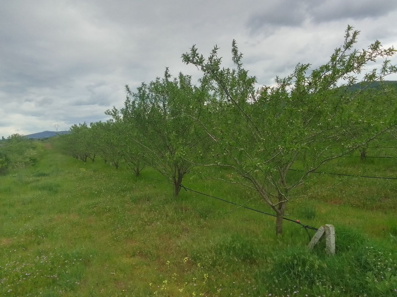 Продава се Земеделски имот в с. Просеник, Област Бургас -  кв.м за 1822 €/дка - Снимка #4