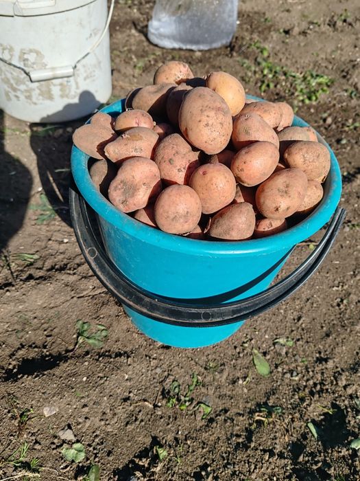 Картошка дачная мелкая 10 литров