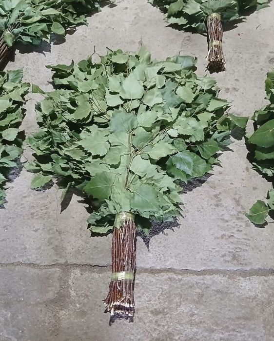 Березовые веники хорошего качества