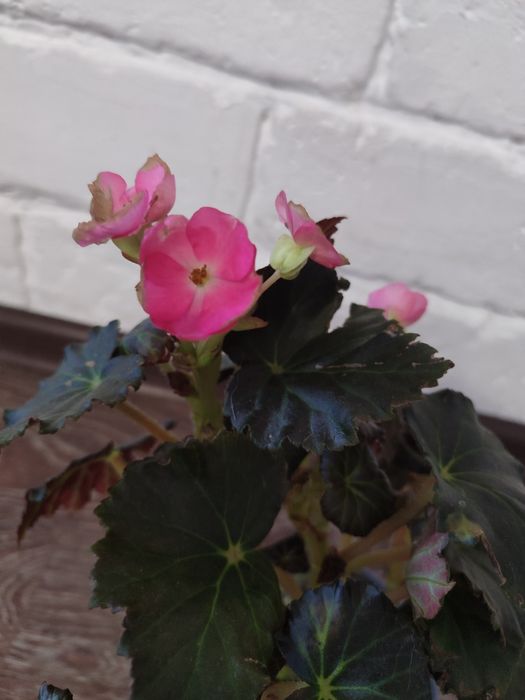 Бегония. Розовый цвет