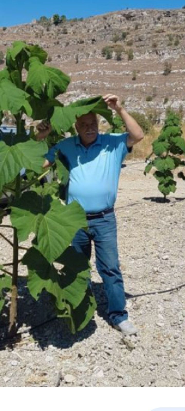 Paulownia puiet viguros lignificat en groo sau la bucata.Livrare DPD