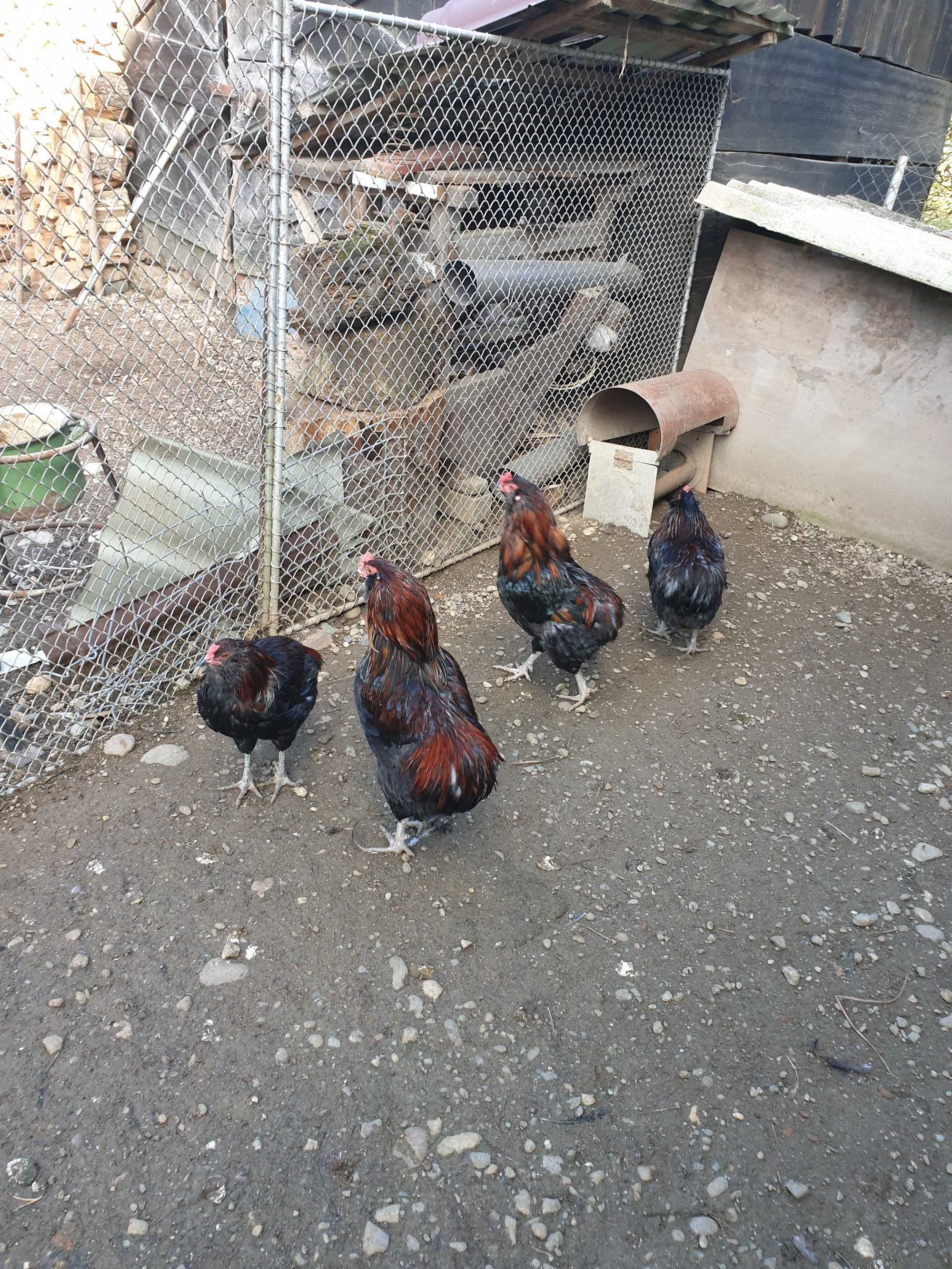 Cocoși de rasă Araucana potarnichiu sălbatic 2023