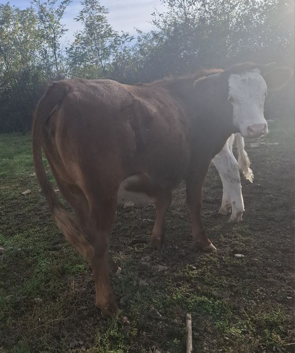 Vând vaci și vitei