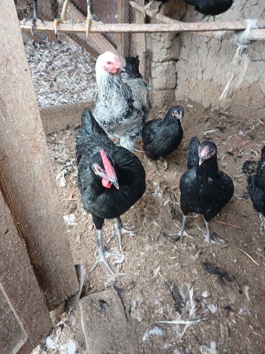 Joja xorozlar xali qichqirmagan sotiladi