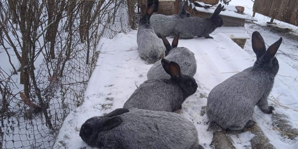 Продажа кроликов Полтавское серебро