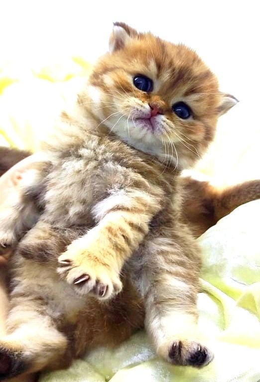 Кошечка и котик британские