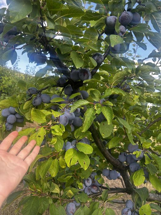 Vand 2,5 ha livada de PRUNI