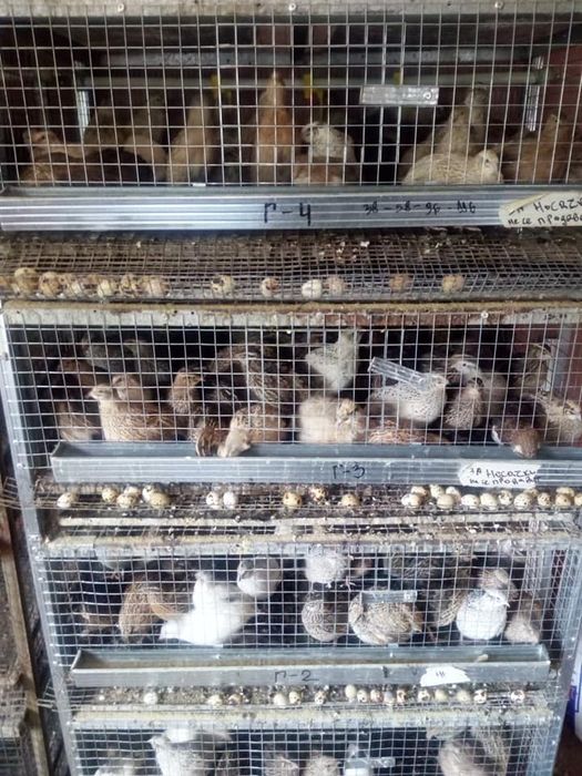 Пъдпъдъци и яйца от пъдпъдъци.