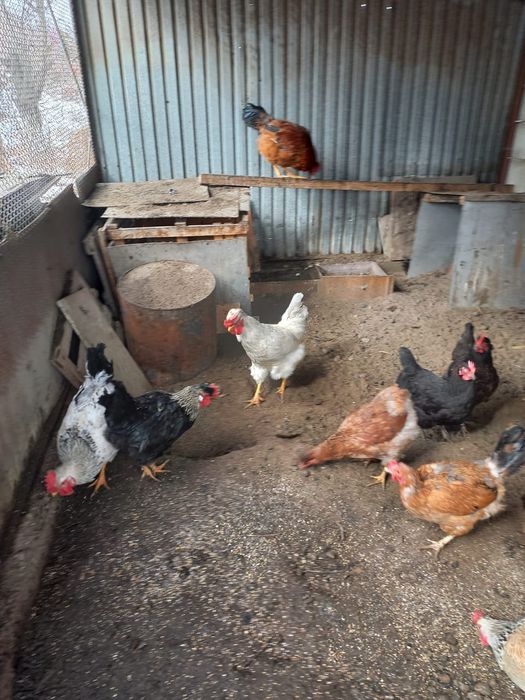 Продам петухов ...