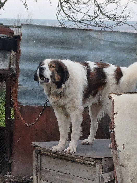 Каракачанки мъжко и женско