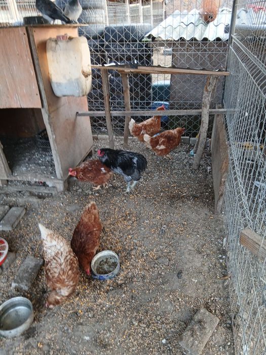 Gaini Isa Braun si cocos araucana