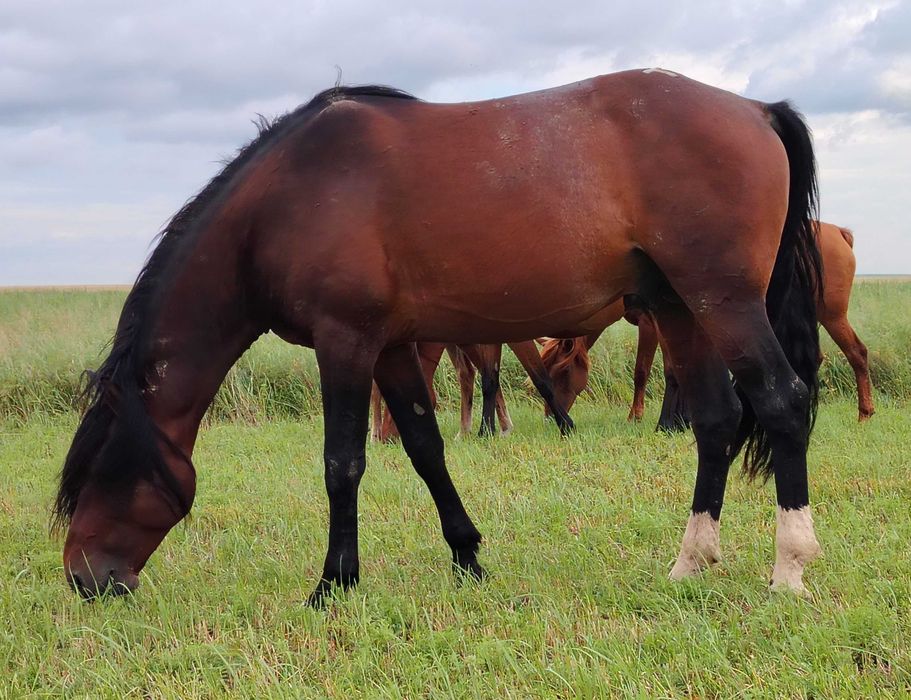 Жеребец табунный   высокий